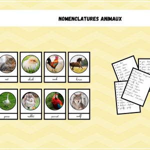 Nomenclature animaux - Anglais